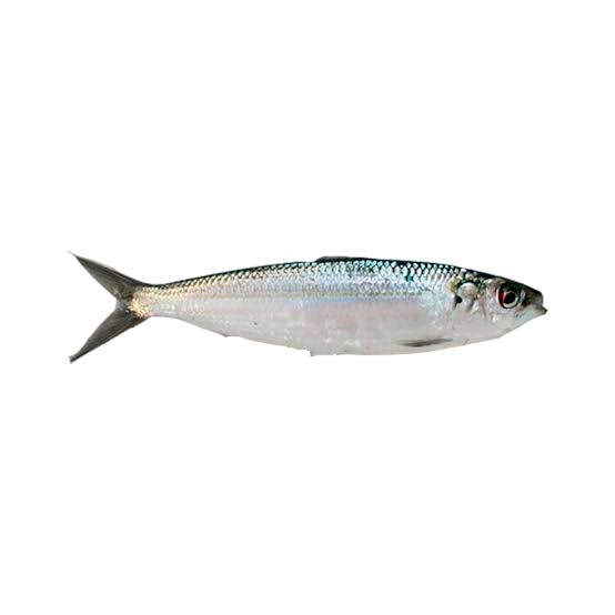 Sardinelle ronde