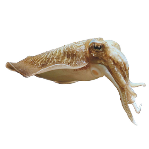 Cuttlefish
