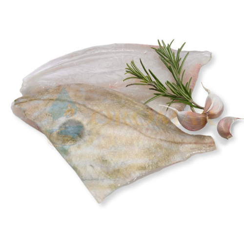 Decapitated John Dory