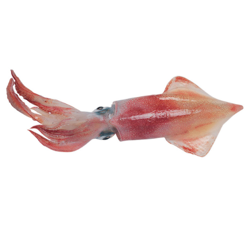 Squid